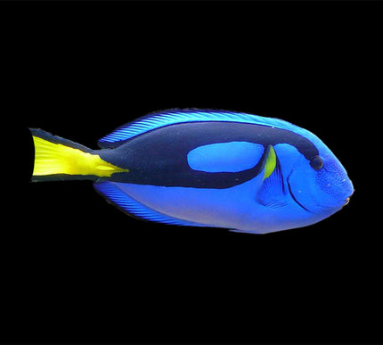 Blue Hippo Tang