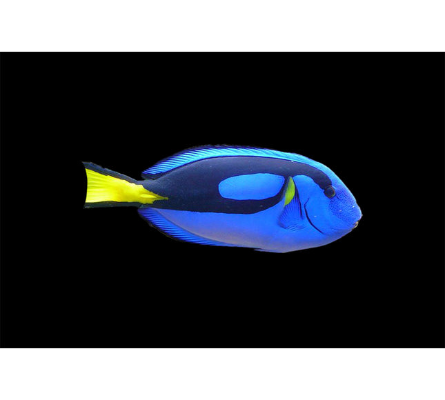 Blue Hippo Tang