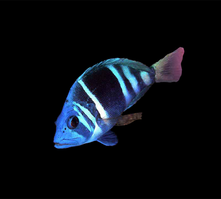 Indigo Hamlet