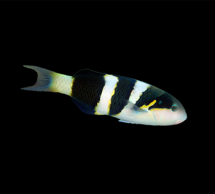 Jansen Wrasse