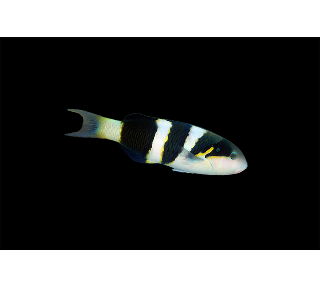Jansen Wrasse
