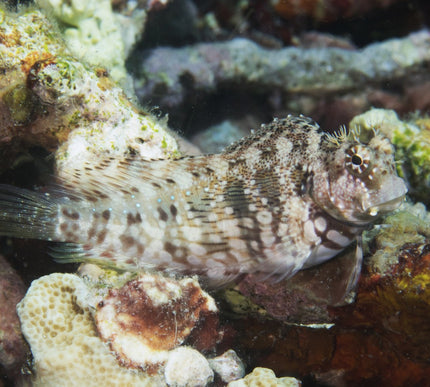 Lawnmower Blenny