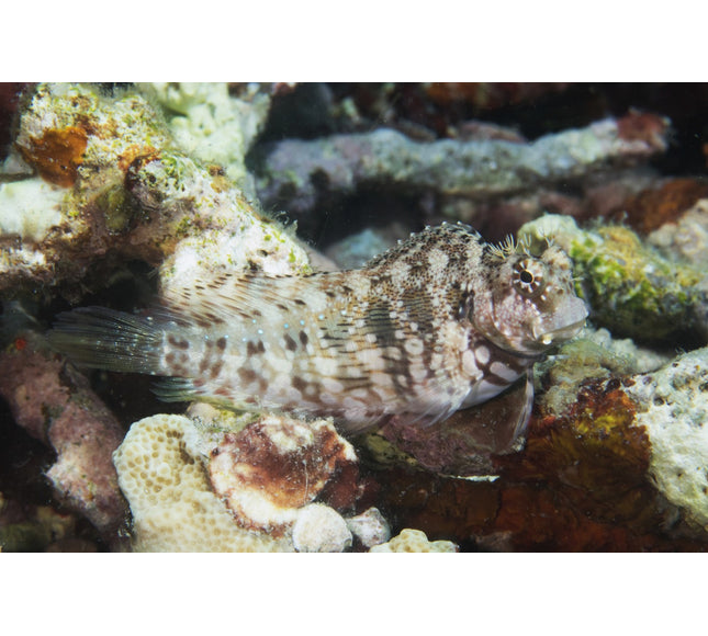 Lawnmower Blenny
