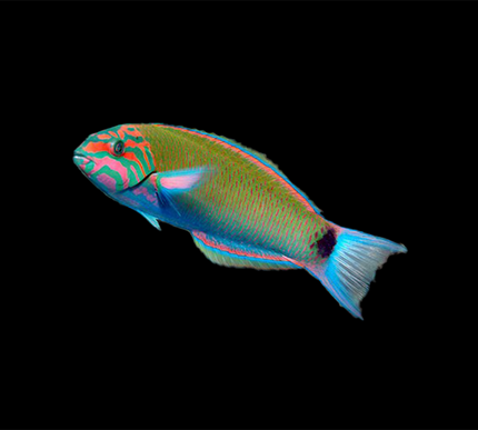 Lunare Wrasse