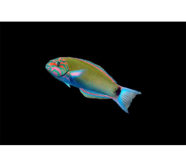 Lunare Wrasse