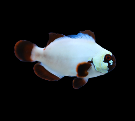 Maroon Gold Nugget Clownfish