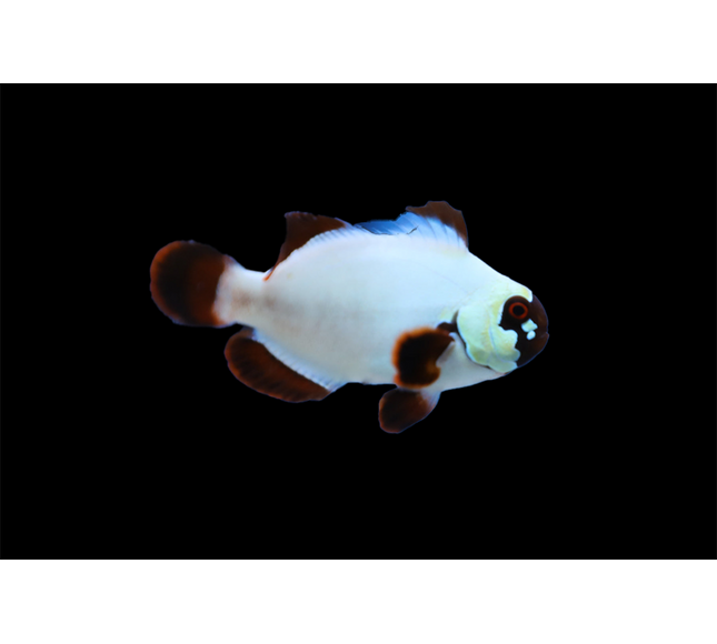 Maroon Gold Nugget Clownfish