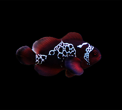 Maroon Lightning Clownfish