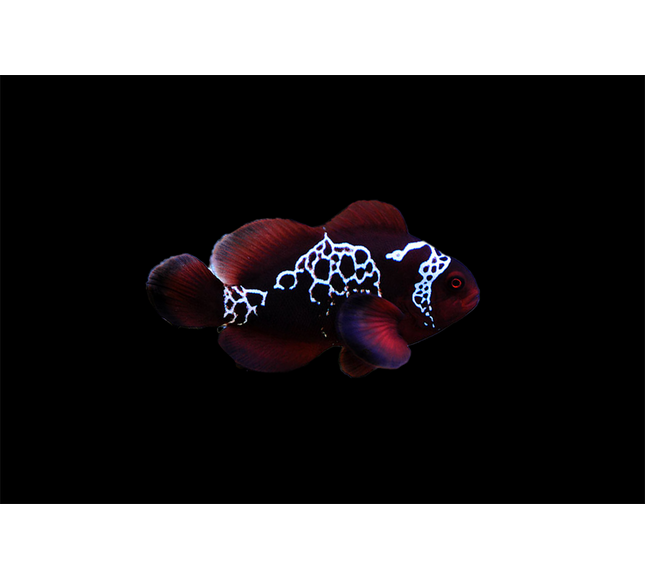 Maroon Lightning Clownfish