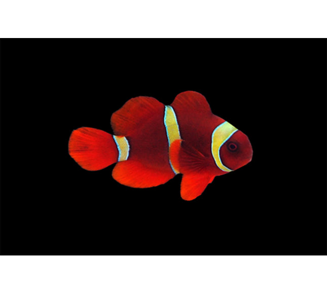 Maroon Clownfish