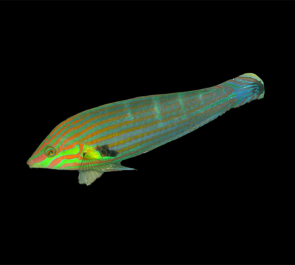 Melanarus Wrasse