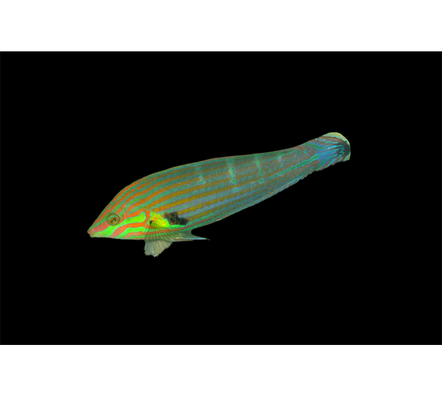 Melanarus Wrasse