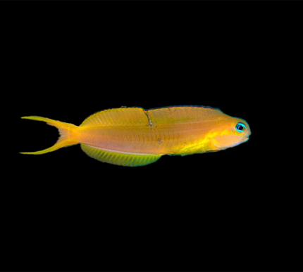 Midas Blenny