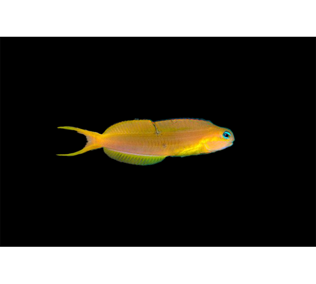Midas Blenny