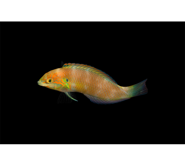 Moyeri Leopard Wrasse