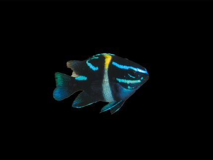 Collection image for: Damselfish