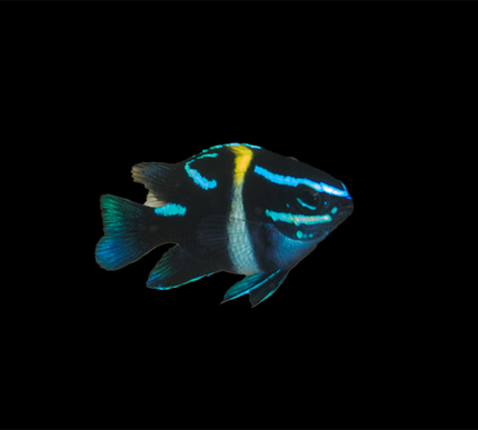 Neon Velvet Damselfish