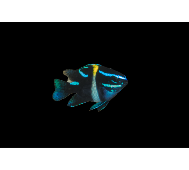 Neon Velvet Damselfish