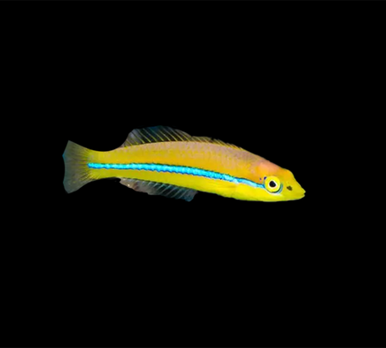 Neon Wrasse