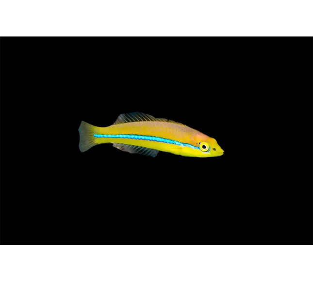 Neon Wrasse