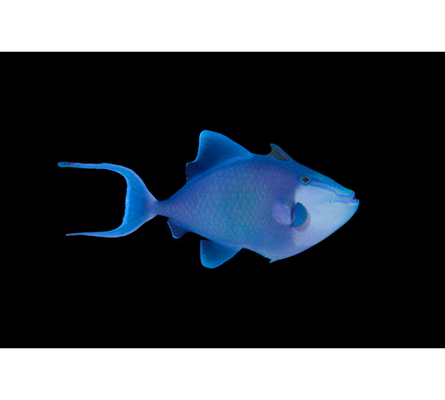 Niger Triggerfish