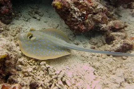 Blue Spot Stingray