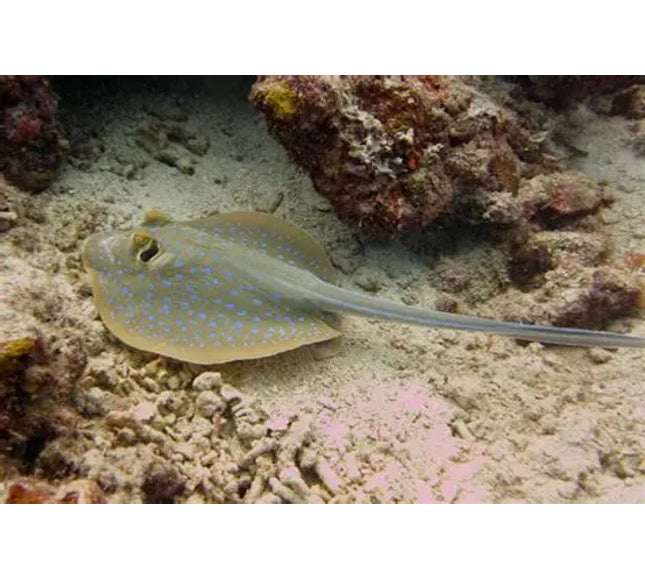 Blue Spot Stingray