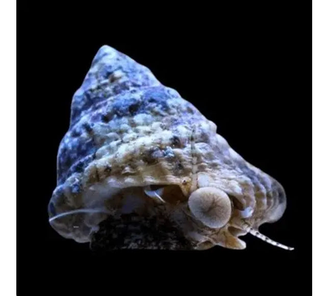 Astrea Snail