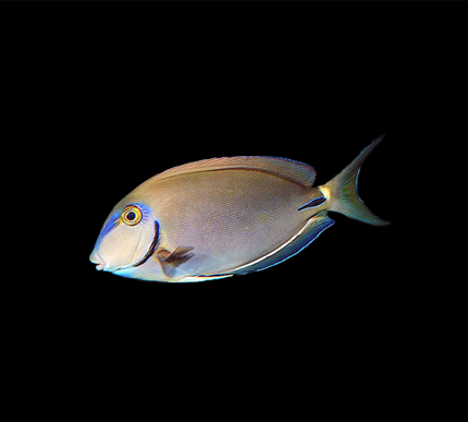 Ocean Surgeonfish