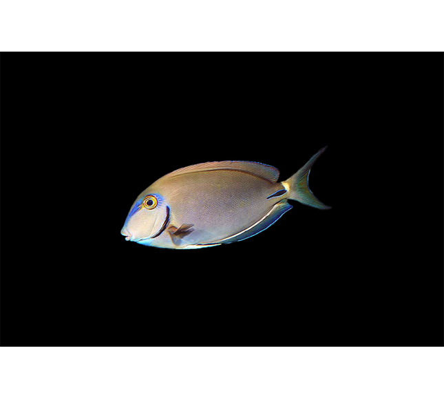 Ocean Surgeonfish