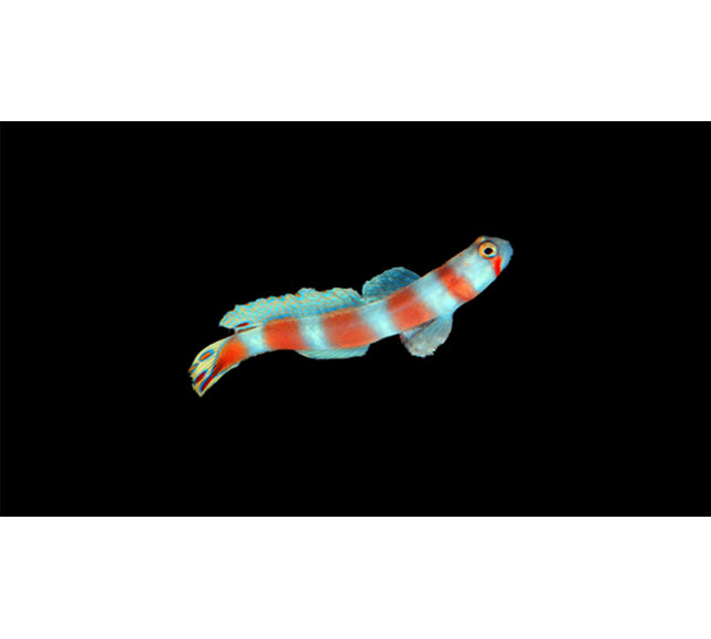 Orange Banded Prawn Goby