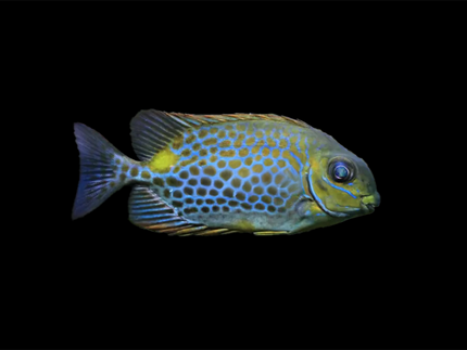 Collection image for: Rabbitfish