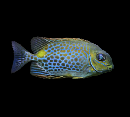 Orange Spot Foxface