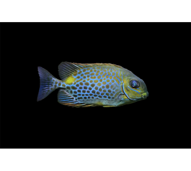 Orange Spot Foxface