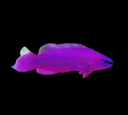 Orchid Dottyback