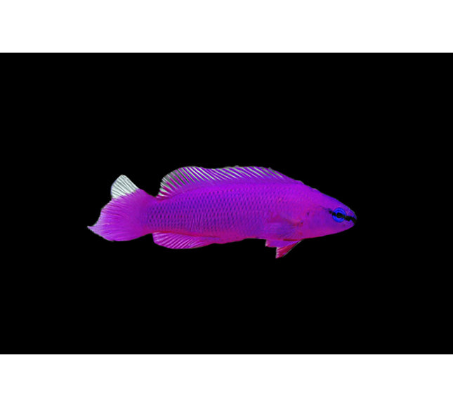 Orchid Dottyback