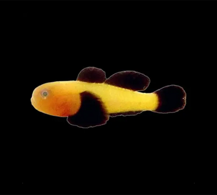 Panda Goby