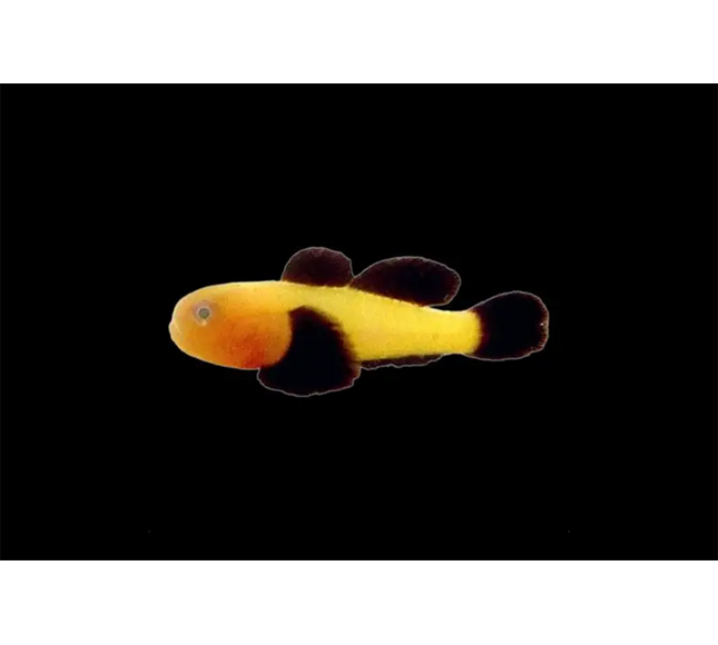 Panda Goby
