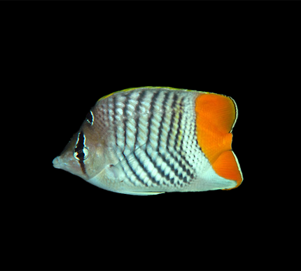 Pearl Scale Butterflyfish