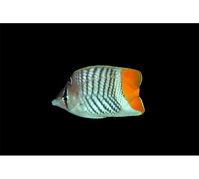 Pearl Scale Butterflyfish