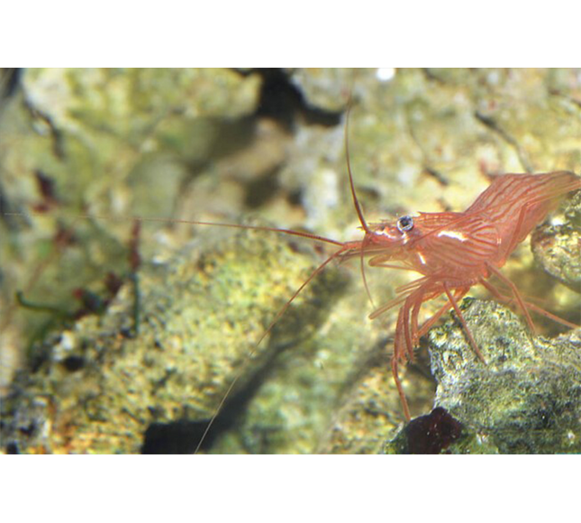 Peppermint Shrimp