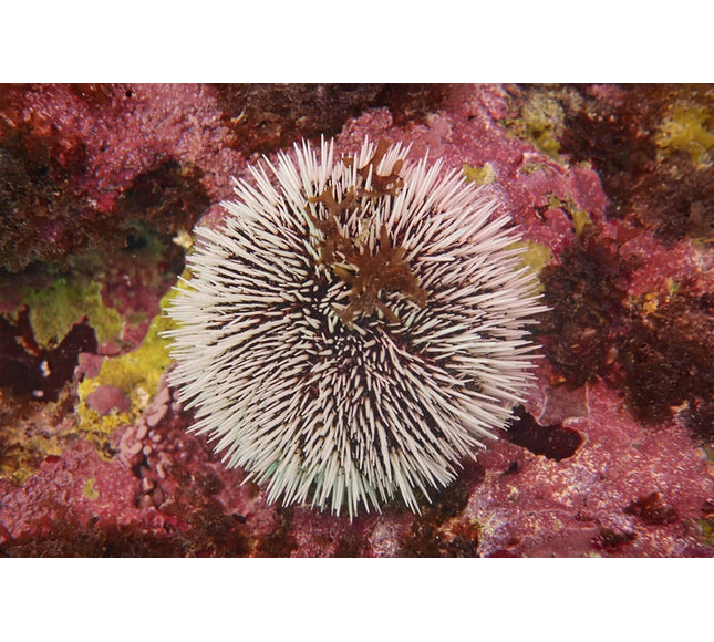 Pin Cushion Urchin
