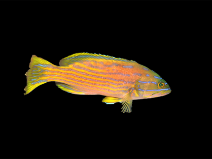 Collection image for: Grouper