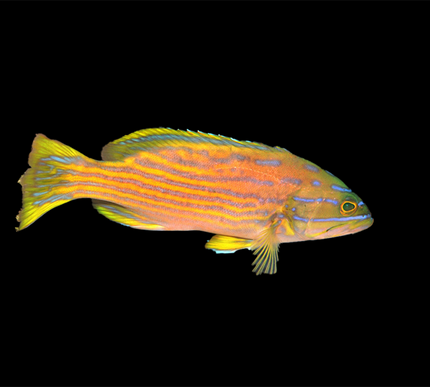 Polleni Grouper