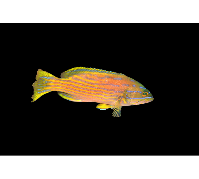 Polleni Grouper