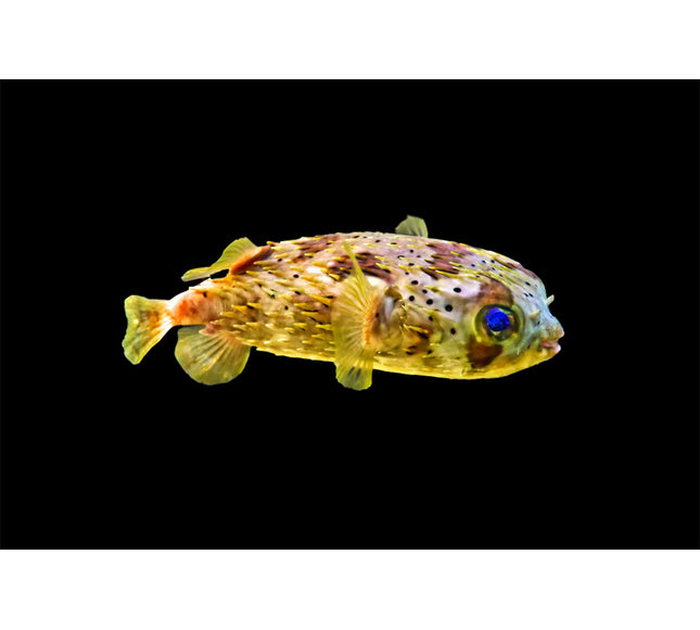Porcupine Puffer