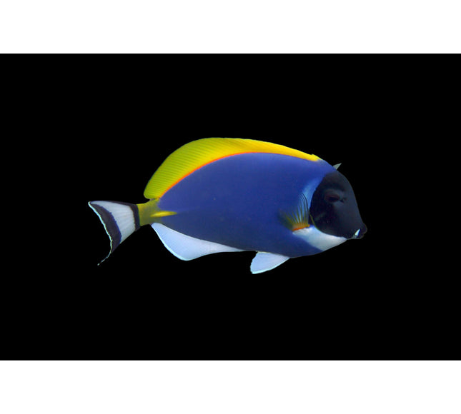 Powder Blue Tang