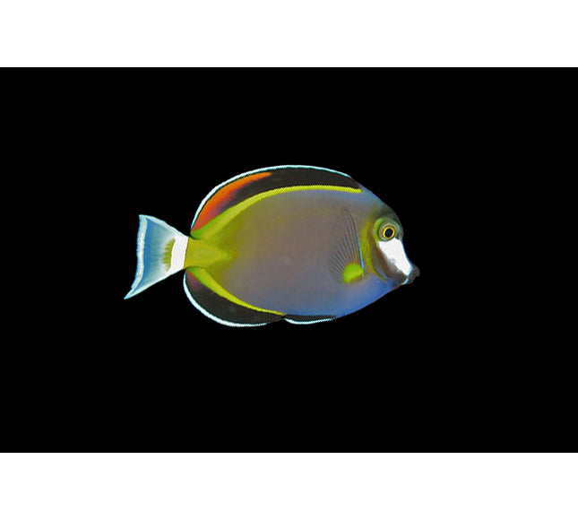 Powder Brown Tang
