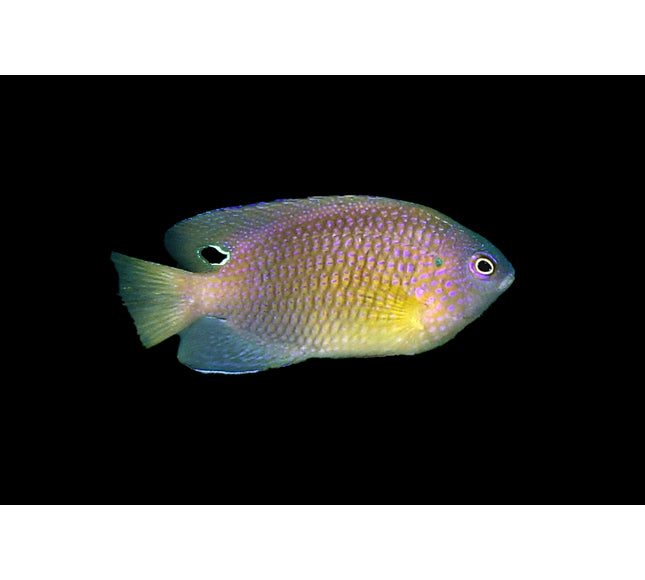 Princess Damselfish