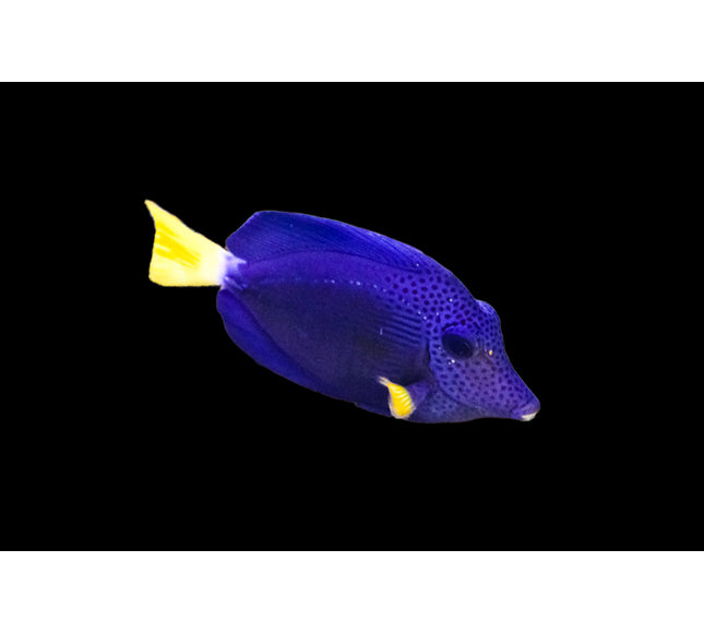 Purple Tang